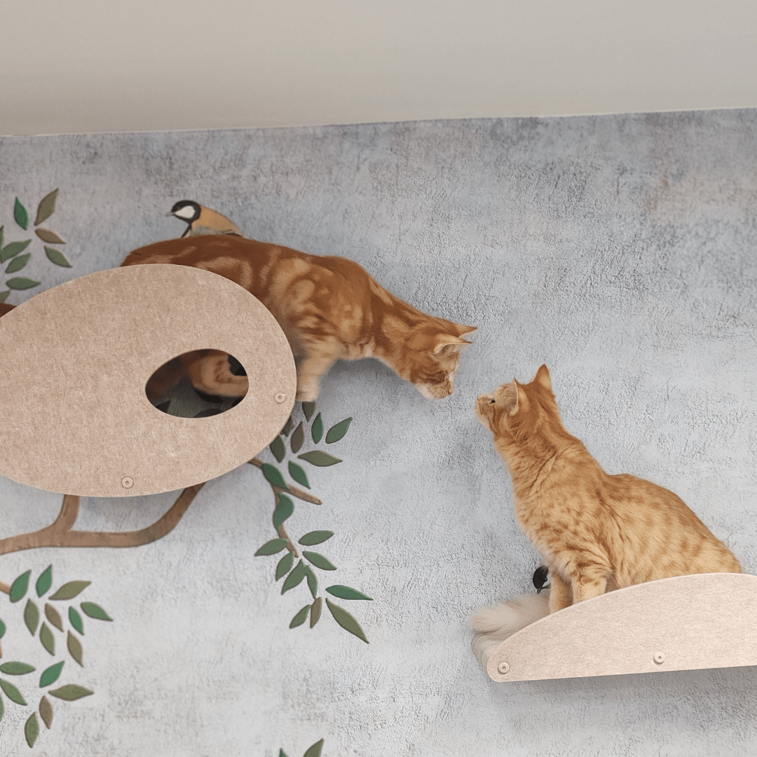 Wesley & Ginny, How Two Clinic Cats Found Their Purr-fect Playground - Pryde Pets