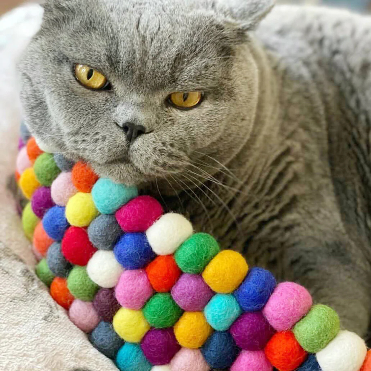 What happens if your cat is not enriched? - Pryde Pets