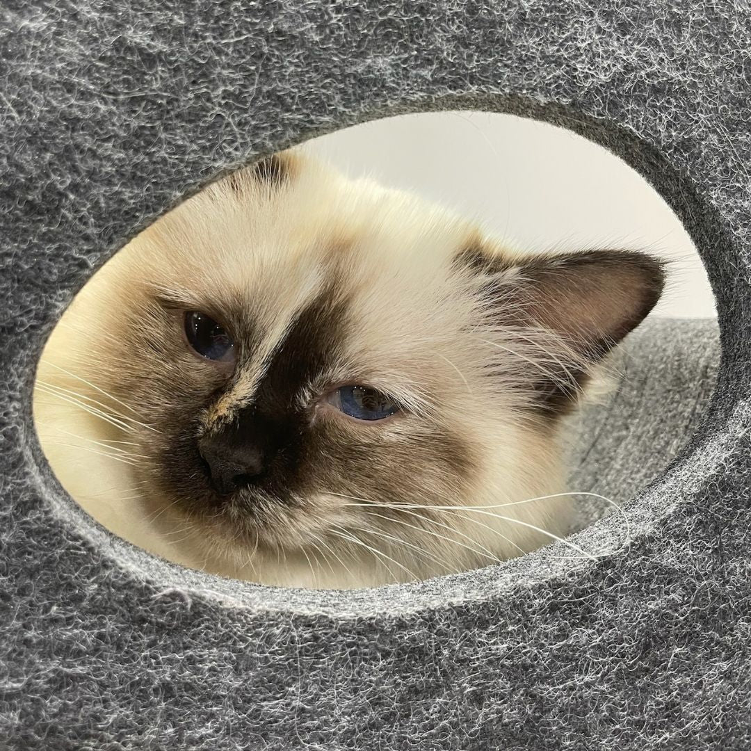Why Your Cat Craves Their Own Space (And How to Support Their Instincts) - Pryde Pets